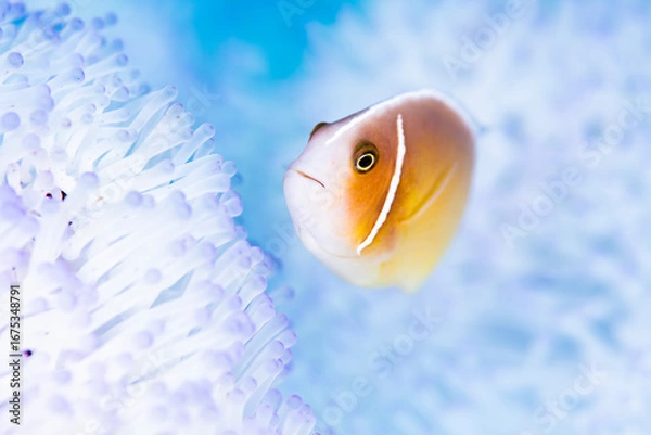Fototapeta Pink anemonefish
