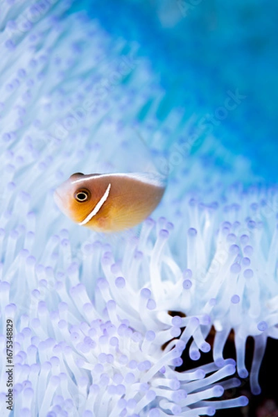 Fototapeta Pink anemonefish