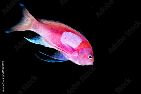 Fototapeta Squarespot anthias