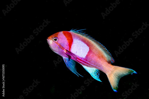 Fototapeta Squarespot anthias