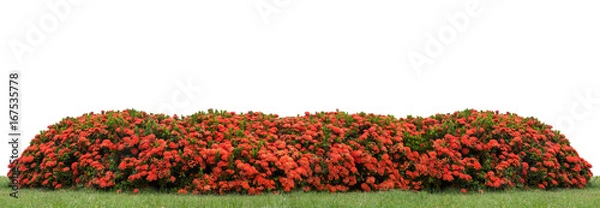 Obraz Czerwony żywopłot Ixora coccinea w parku ze ścieżką przycinającą