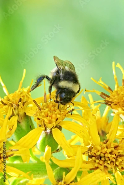 Obraz A bumblebee on the flowers