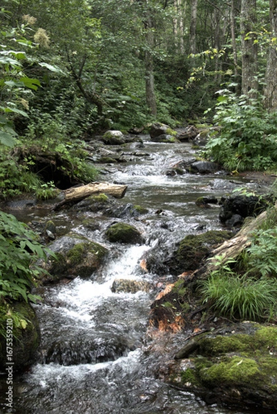 Obraz river in the forest