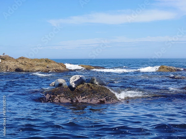 Obraz Seals on the rock