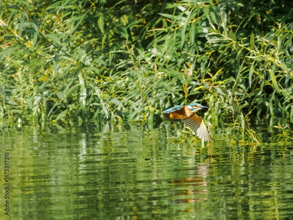 Fototapeta Common kingfisher (Alcedo atthis) in flight over water, Sweden