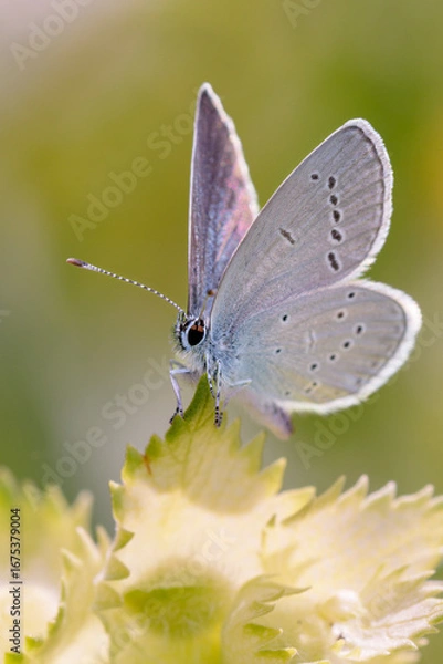 Obraz Cupido minimus - the small blue butterfly on the European yellow-rattle, Rhinanthus alectorolophus