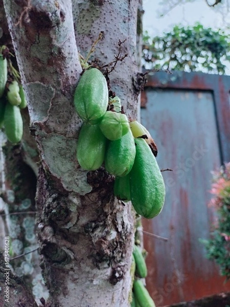 Obraz tree in the forest