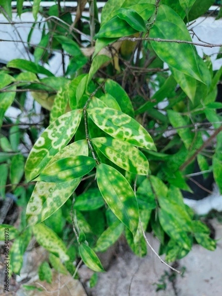 Obraz fresh basil leaves