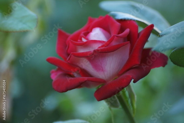 Obraz red rose bud