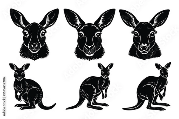 Obraz Beautiful and playful Kangaroo