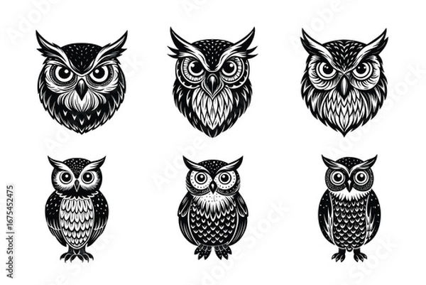 Obraz Beautiful and playful Owl