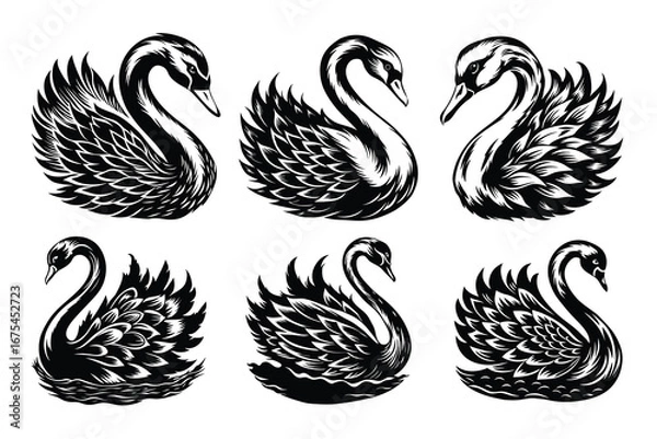 Obraz Beautiful and playful Swan