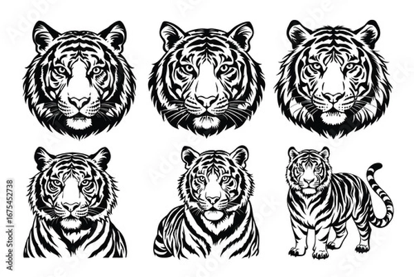 Obraz Beautiful and playful Tiger