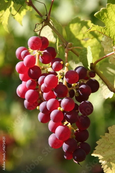 Obraz Raisin