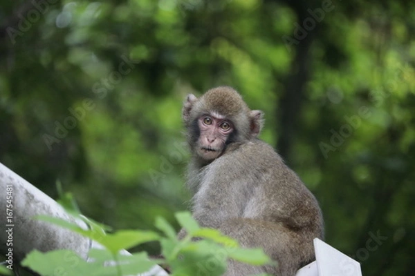 Obraz 猿 野生 動物