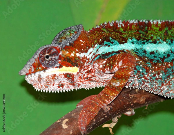 Obraz Colorful chameleon on branch