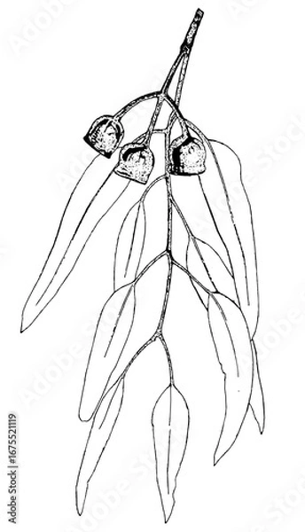 Fototapeta Black and white line drawing of the gum nuts and leaves of a Red Iron Bark tree. Eucalyptus sideroxylon
