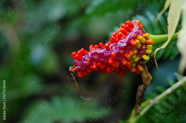 Obraz 熟したマムシグサの実