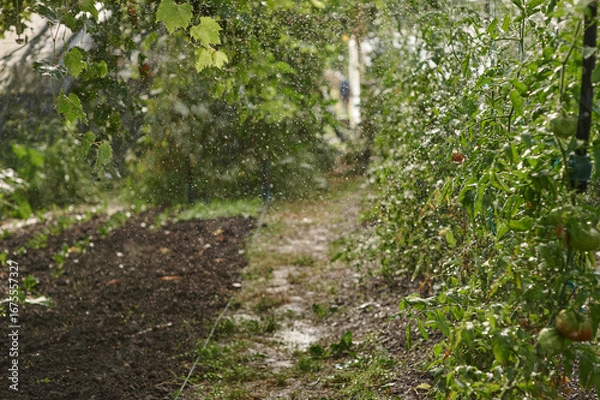 Obraz Irrigation of tomato plants in vegetable garden with water spray
