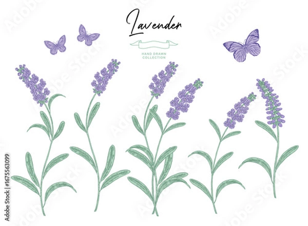 Obraz Lavender flowers isolated on white background. Lavandula plant set. Hand drawn vector illustration.