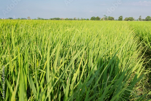 Fototapeta Beautiful view of a green rice field under clear sky. The lush paddy plants sway in the wind, creating a refreshing rural landscape. This image represents agriculture, organic farming.