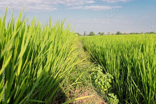 Fototapeta Beautiful view of a green rice field under clear sky. The lush paddy plants sway in the wind, creating a refreshing rural landscape. This image represents agriculture, organic farming.