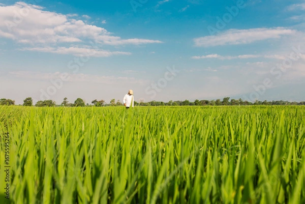 Fototapeta A farmer walks through a lush green rice field while carrying a large sack on his shoulder. The vast paddy field stretches under a bright blue sky with scattered clouds, symbolizing rural life,