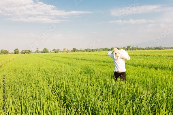 Fototapeta A farmer walks through a lush green rice field while carrying a large sack on his shoulder. The vast paddy field stretches under a bright blue sky with scattered clouds, symbolizing rural life,