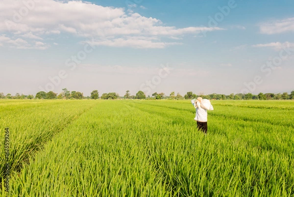 Fototapeta A farmer walks through a lush green rice field while carrying a large sack on his shoulder. The vast paddy field stretches under a bright blue sky with scattered clouds, symbolizing rural life,