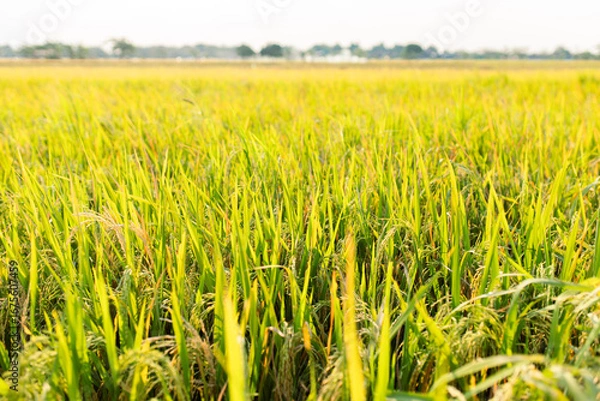 Fototapeta Close-up view of a lush green rice field under sunlight. The image shows healthy rice plants with golden panicles, symbolizing agricultural growth, food security, and rural farming life.