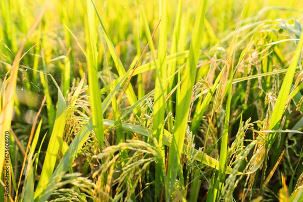 Fototapeta Close-up view of a lush green rice field under sunlight. The image shows healthy rice plants with golden panicles, symbolizing agricultural growth, food security, and rural farming life.