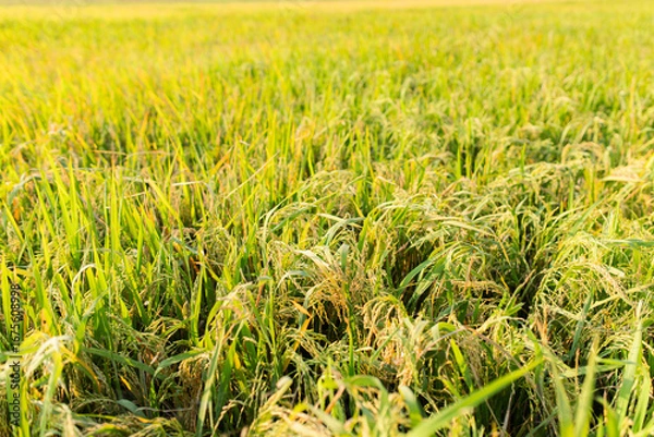 Fototapeta Close-up view of a lush green rice field under sunlight. The image shows healthy rice plants with golden panicles, symbolizing agricultural growth, food security, and rural farming life.