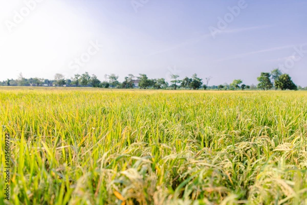 Fototapeta Close-up view of a lush green rice field under sunlight. The image shows healthy rice plants with golden panicles, symbolizing agricultural growth, food security, and rural farming life.