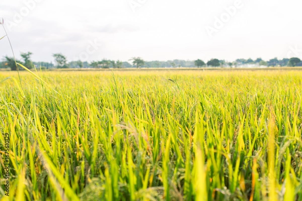 Fototapeta Close-up view of a lush green rice field under sunlight. The image shows healthy rice plants with golden panicles, symbolizing agricultural growth, food security, and rural farming life.