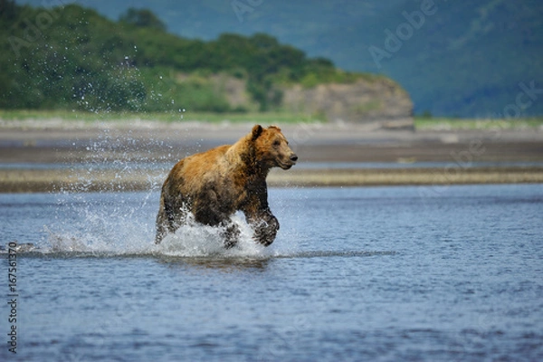 Obraz Grizly running for salmon.