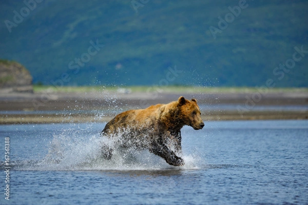 Obraz Grizly running for salmon.