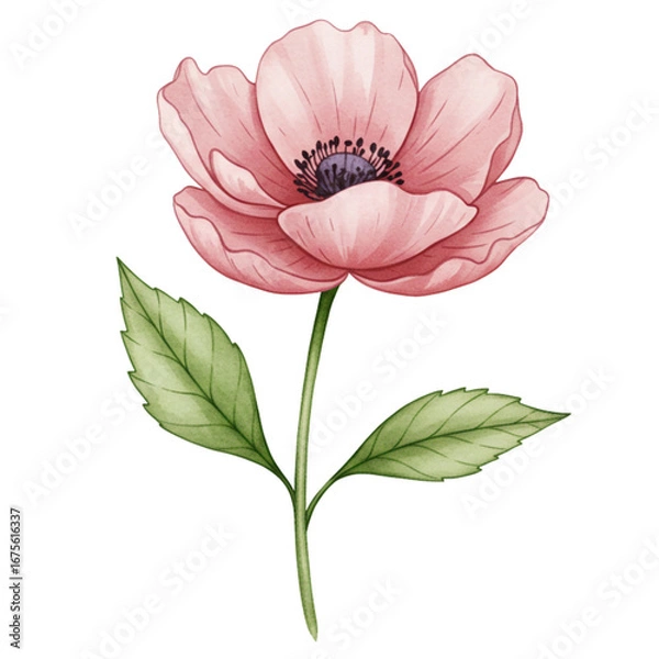 Obraz Single Flower Illustration. Hand-painted watercolor style with delicate petals and natural textures. Vector illustration