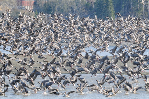 Obraz Pink-footed goose