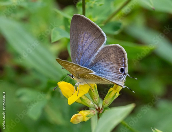 Fototapeta Lampides boeticus, the pea blue, or long-tailed blue on lotus corniculatus blossom