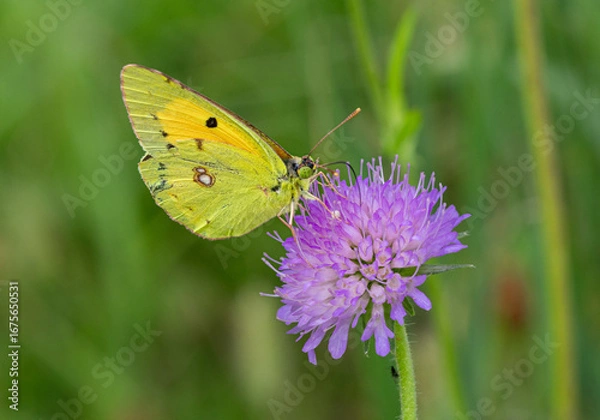 Fototapeta Macro of a Clouded yellow colias crocea butterfly sitting on knautia arvensis