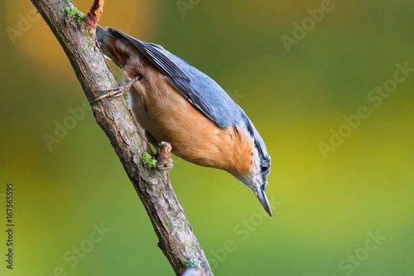 Obraz Eurasian Nuthatch on a branch