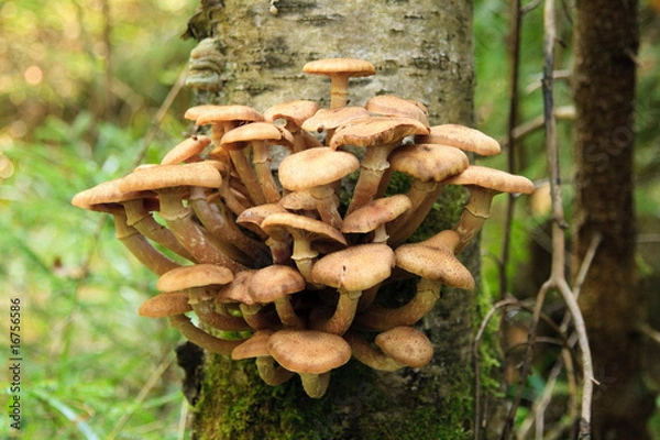 Fototapeta Honey agarics on a tree