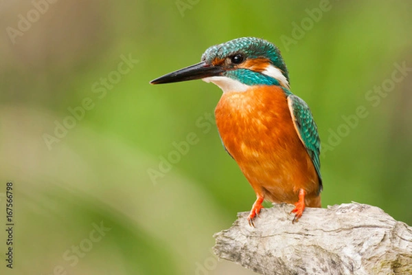 Fototapeta Common kingfisher on a branch