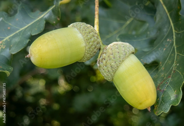 Fototapeta Stieleichel (Quercus robur), Zweig mit Eicheln und Blättern
