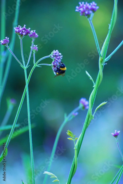 Obraz Bee on a flower