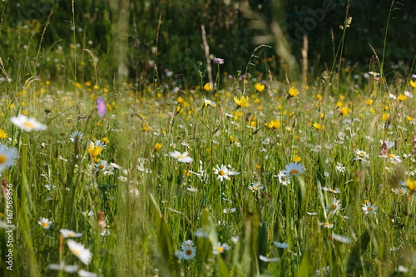 Fototapeta Mountain landscape