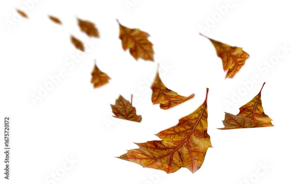 Fototapeta falling autumn yellow leaves of oak tree isolated for background - 3d rendering