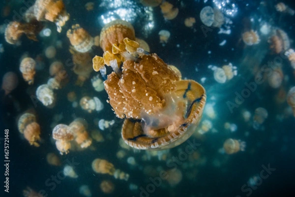 Fototapeta Spotted jellyfish