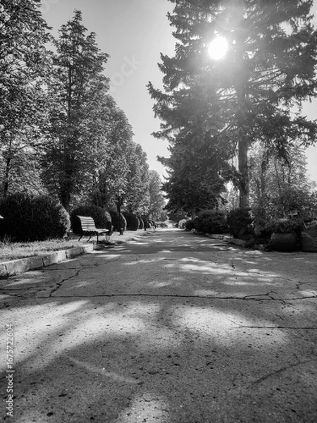 Fototapeta Monochrome low-angle view of a cracked park path with a wooden bench on the left, flanked by trees and bushes under dappled sunlight