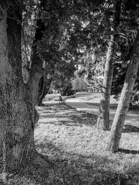 Obraz Monochrome view of a tranquil park scene, framed by three tree trunks in the foreground, with a path and a distant bench under dappled sunlight